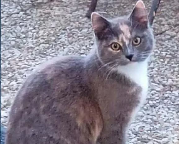 ALYA, female mixed breed for adoption at SPA Cholet, Cholet