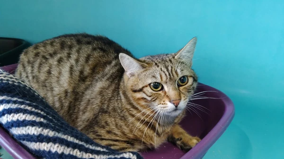Coco, male Mixed Breed for adoption at SPA Cholet, Cholet