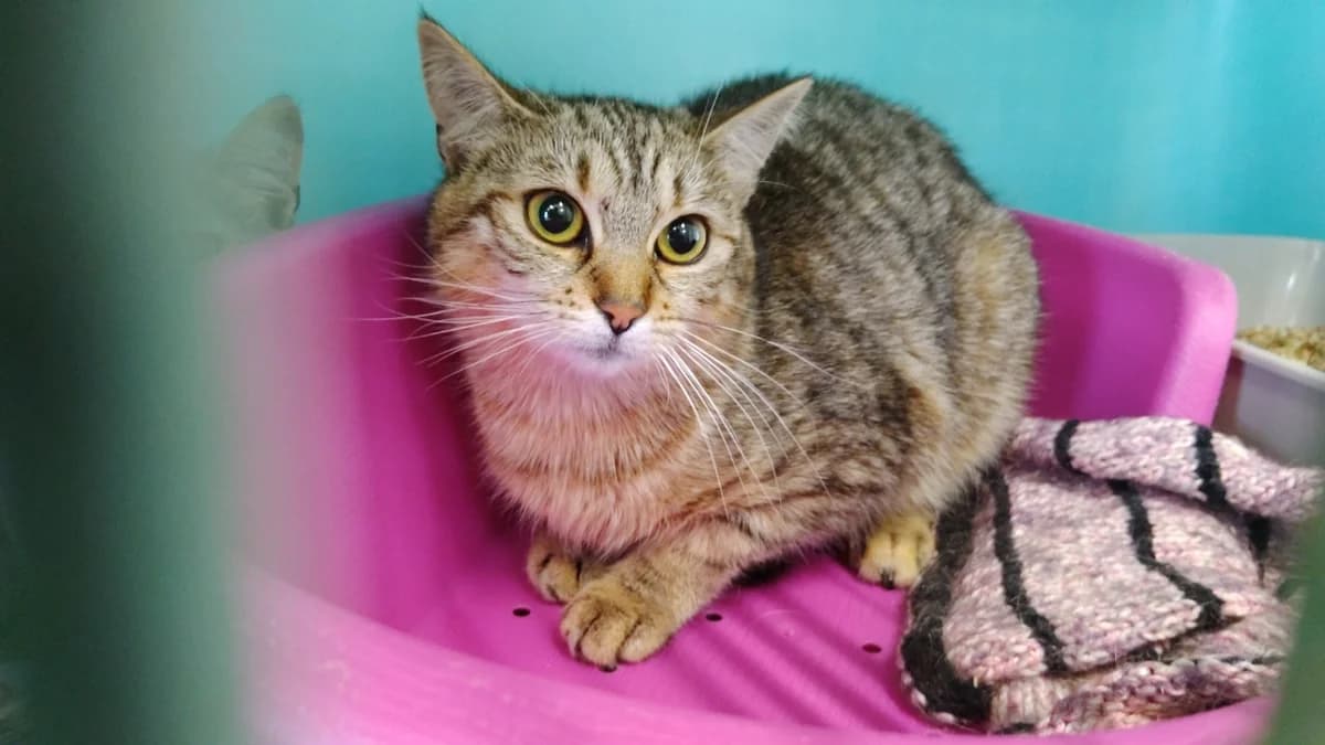 Marie, female Mixed Breed for adoption at SPA Cholet, Cholet