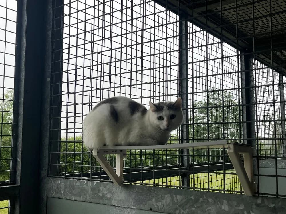 BRIANNA, female Mixed Breed for adoption at SPA Cholet, Cholet