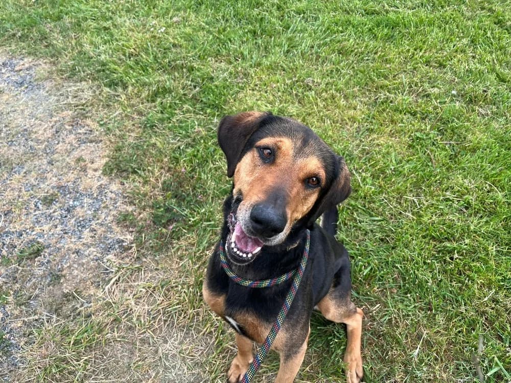 Snow, male young mixed breed for adoption at SPA Cholet, Cholet