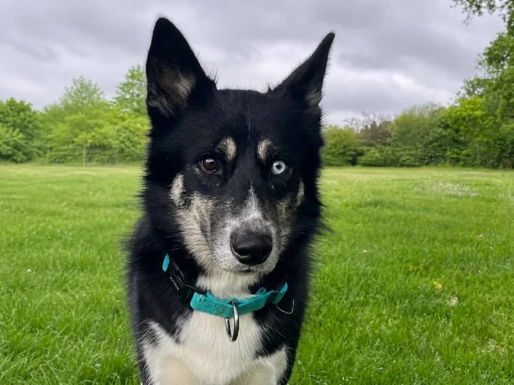 Bob, male young Husky for adoption at SPA Cholet, Cholet