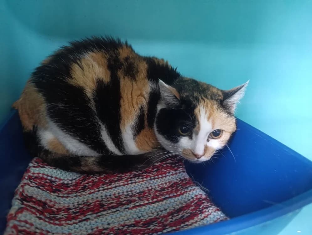 Pupuce, female senior Mixed Breed for adoption at SPA Cholet, Cholet