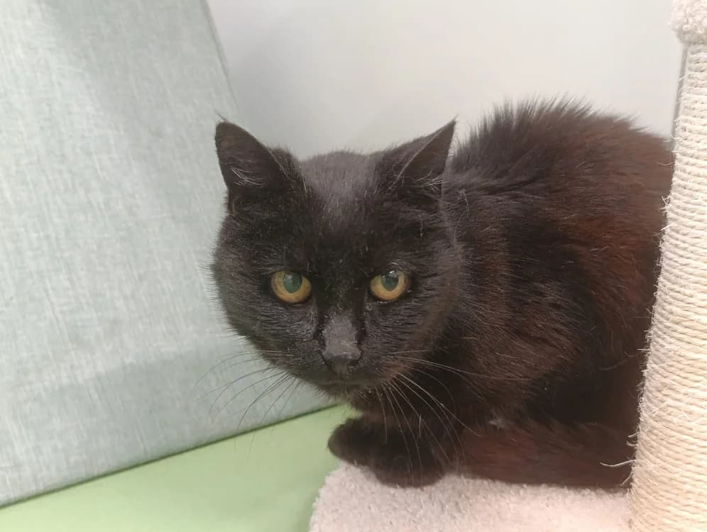 Oasis, female 6yo Mixed Breed for adoption at SPA Cholet, Cholet