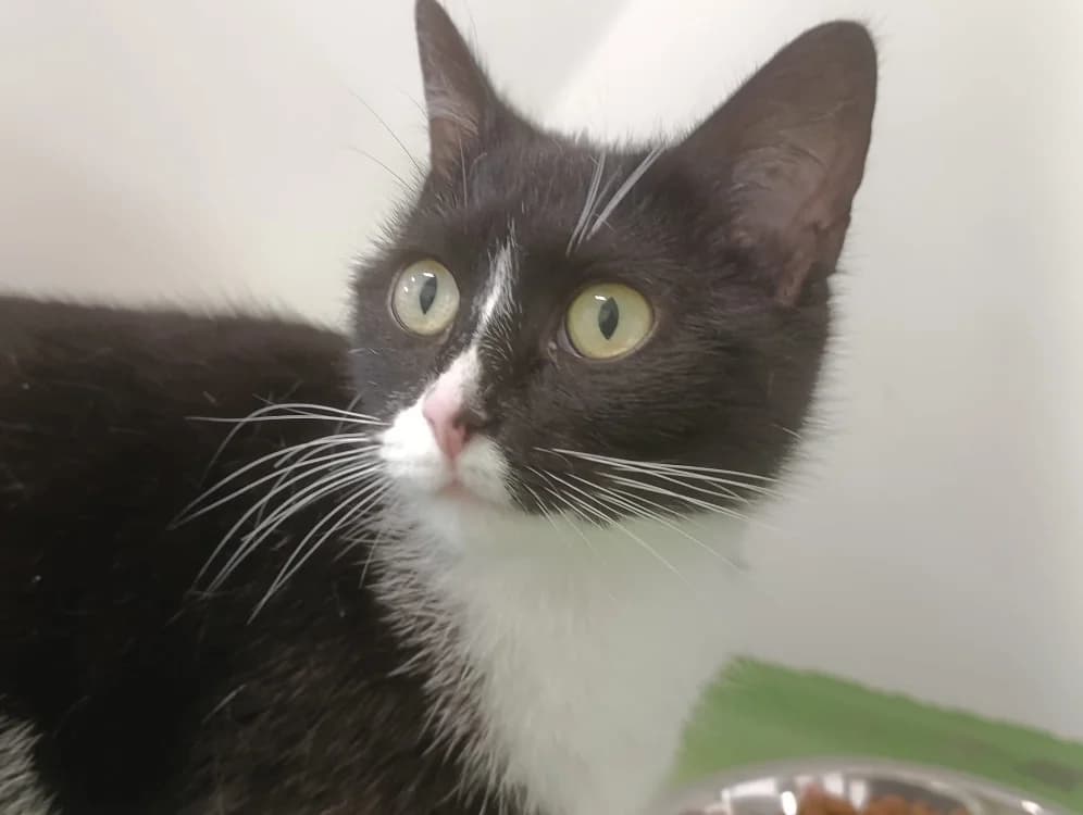 Osaka, female young Mixed Breed for adoption at SPA Cholet, Cholet