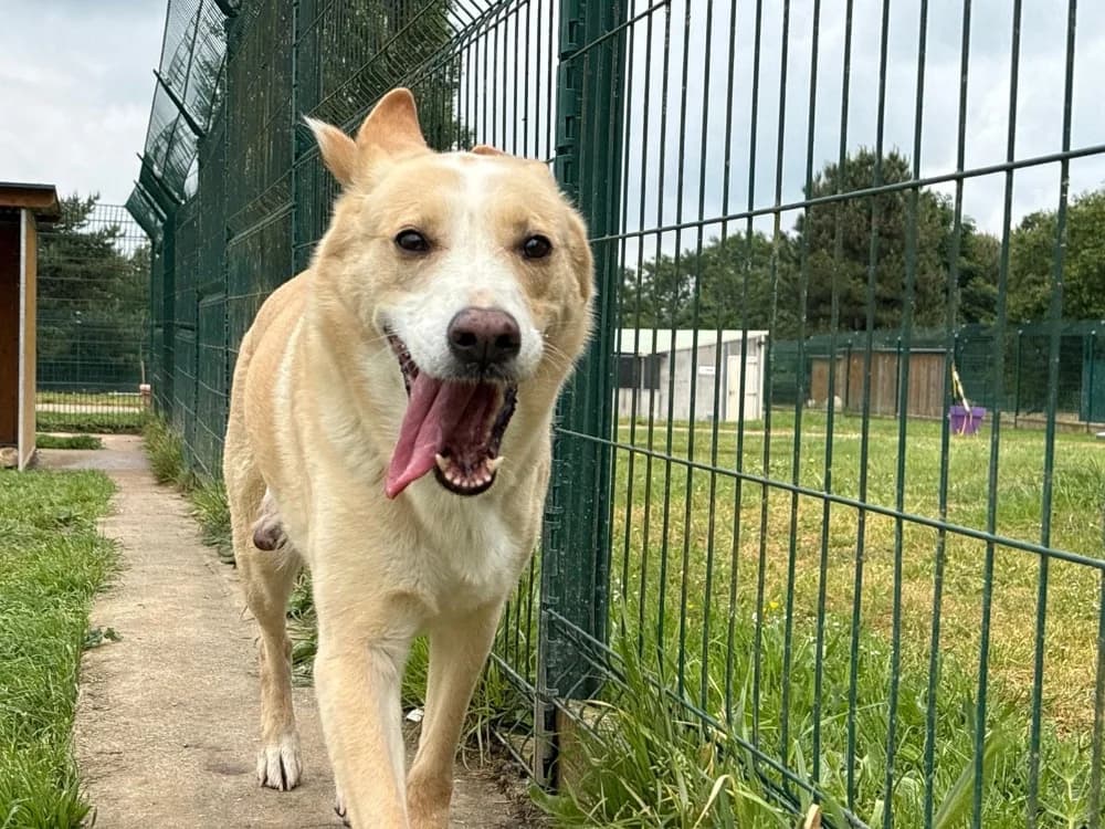 Shaphira Réservée, female 6yo Husky for adoption at SPA Cholet, Cholet