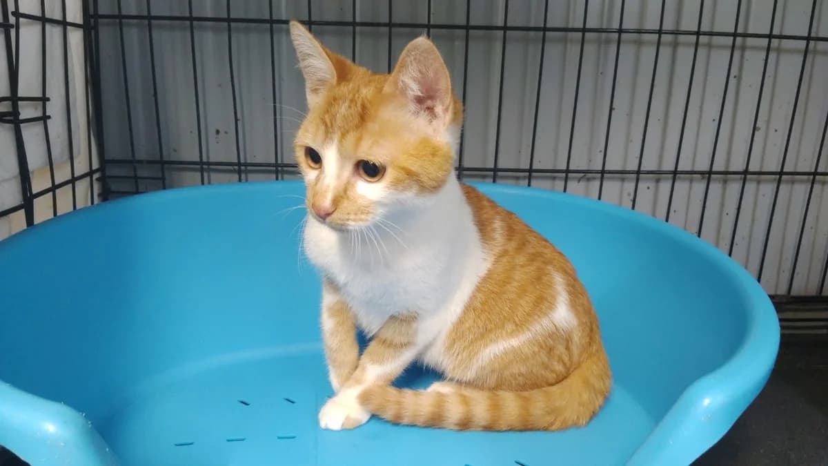 IZAR, male Mixed Breed for adoption at SPA Cholet, Cholet