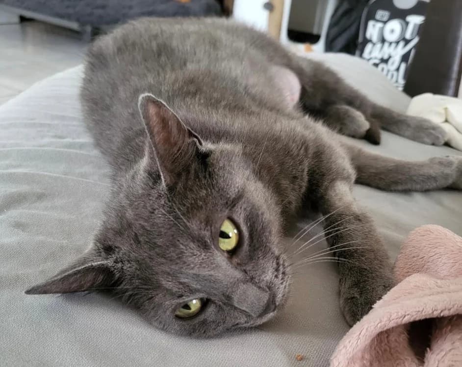 Boréale, female Mixed Breed for adoption at SPA Cholet, Cholet
