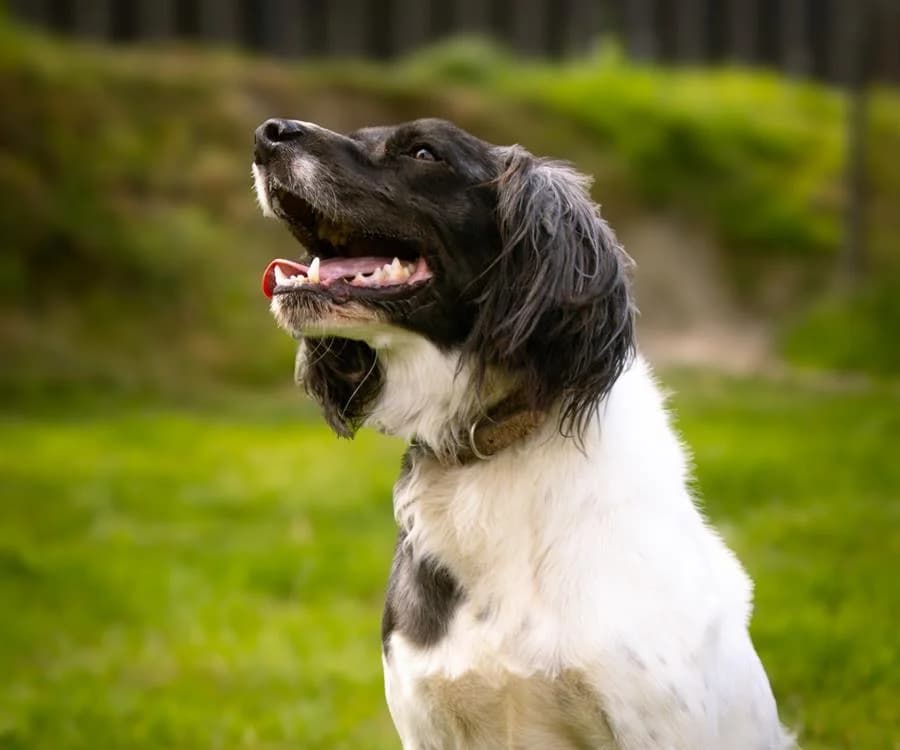 LYNKA, male 6yo Border Collie for adoption at SPA Cholet, Cholet