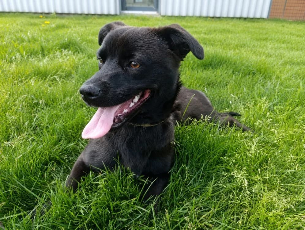 cerise, female puppy mixed breed for adoption at SPA Cholet, Cholet