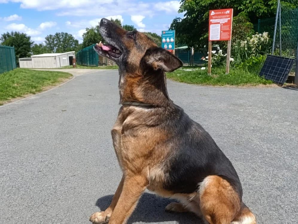 GINGER, female 3yo German Shepherd for adoption at SPA Cholet, Cholet