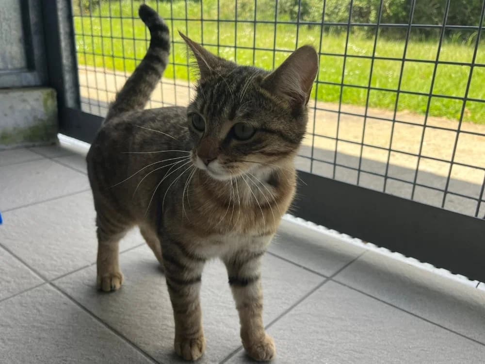 Oxa, female young Mixed Breed for adoption at SPA Cholet, Cholet