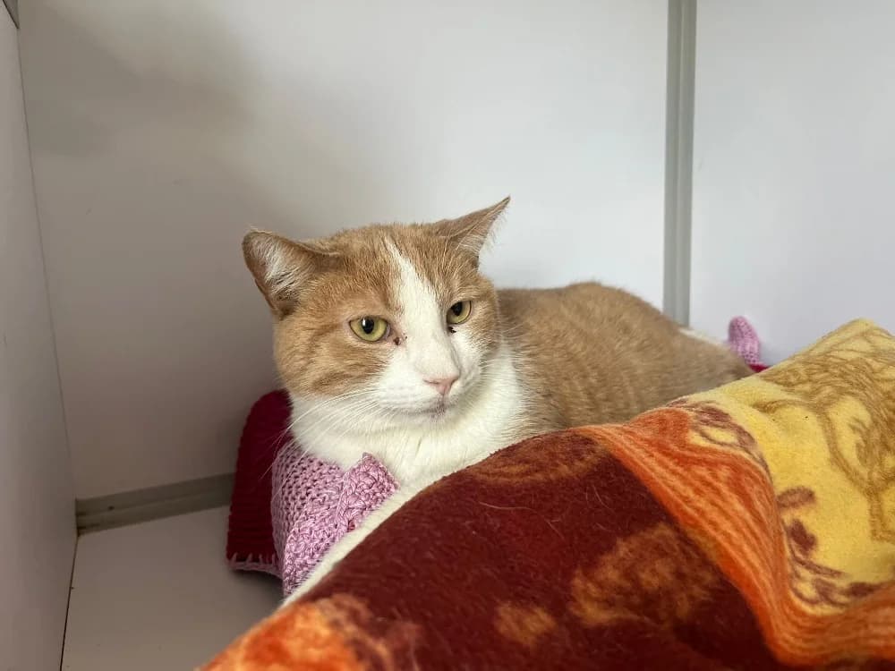 SHERWOOD, male 5yo Mixed Breed for adoption at SPA Cholet, Cholet