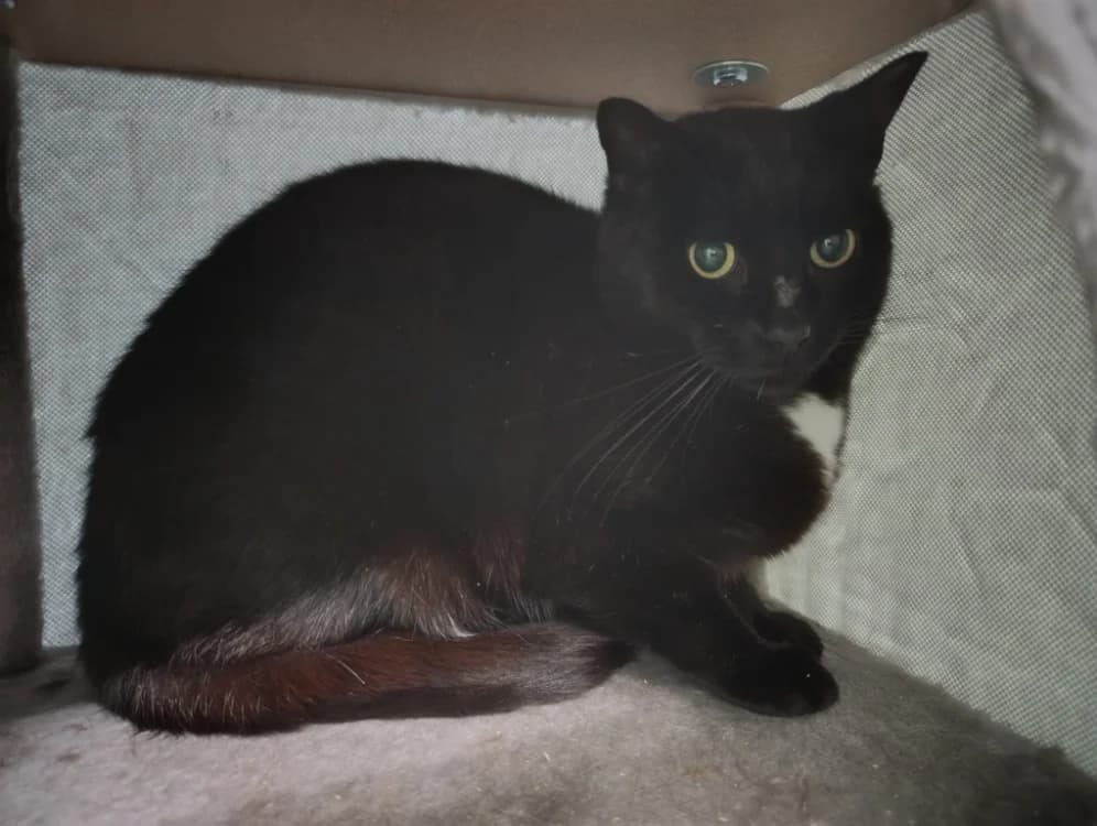 Pompon, male 5yo Mixed Breed for adoption at SPA Cholet, Cholet