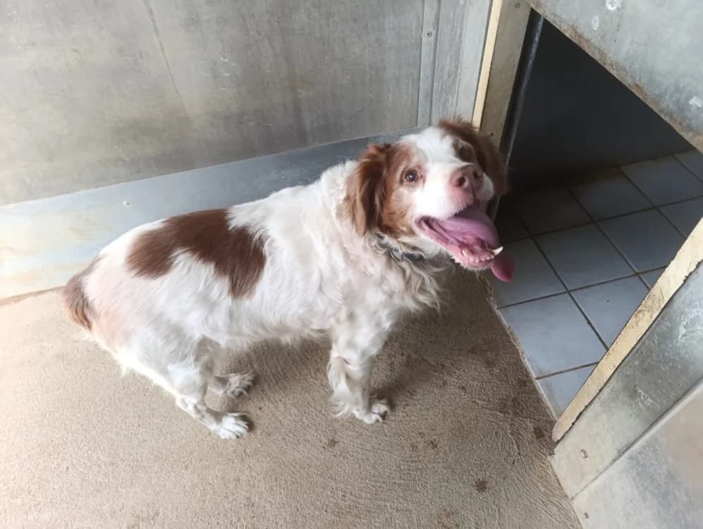 Judo RΓ©servΓ©, male senior mixed breed for adoption at SPA Cholet, Cholet