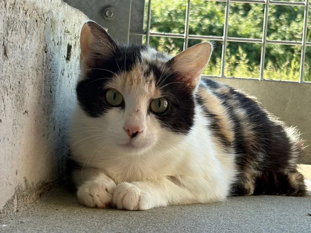 Rama, female Mixed Breed for adoption at SPA Cholet, Cholet