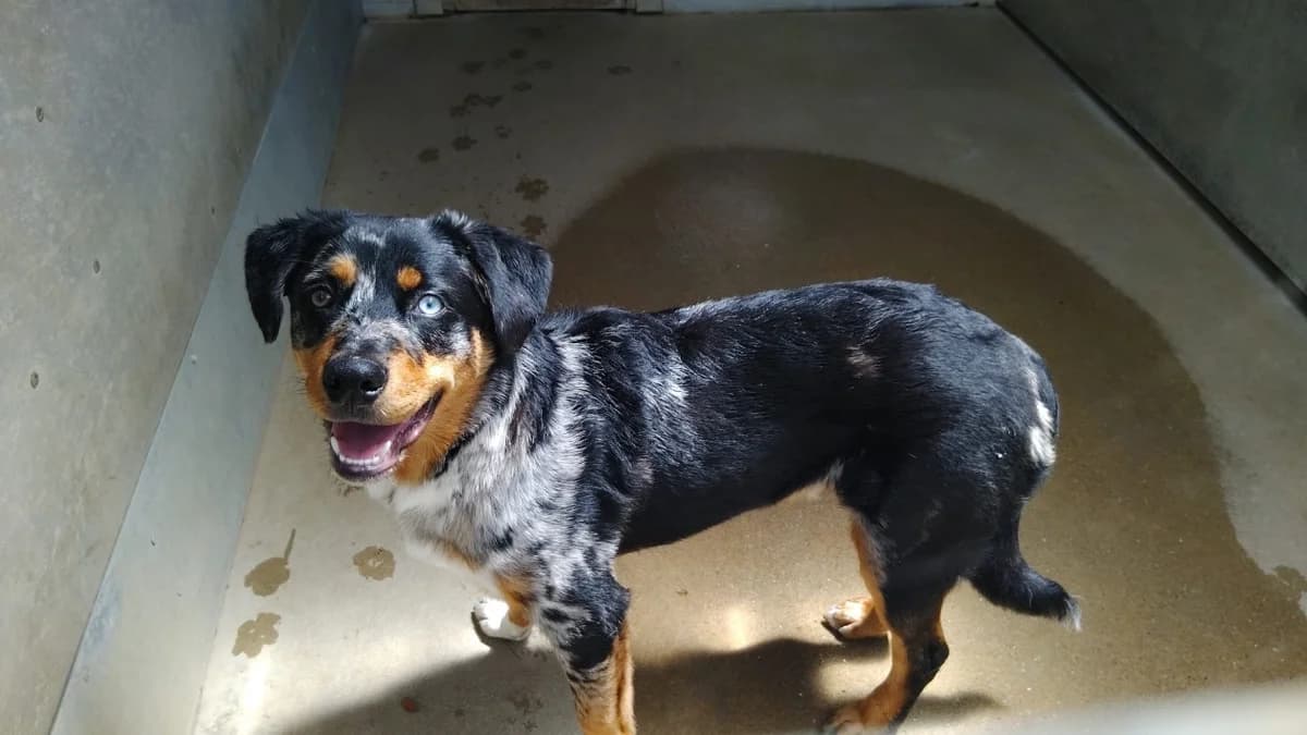PACO, male Mixed Breed for adoption at SPA Cholet, Cholet