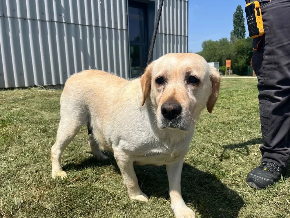 Sameva, female 4yo Labrador Retriever for adoption at SPA Cholet, Cholet