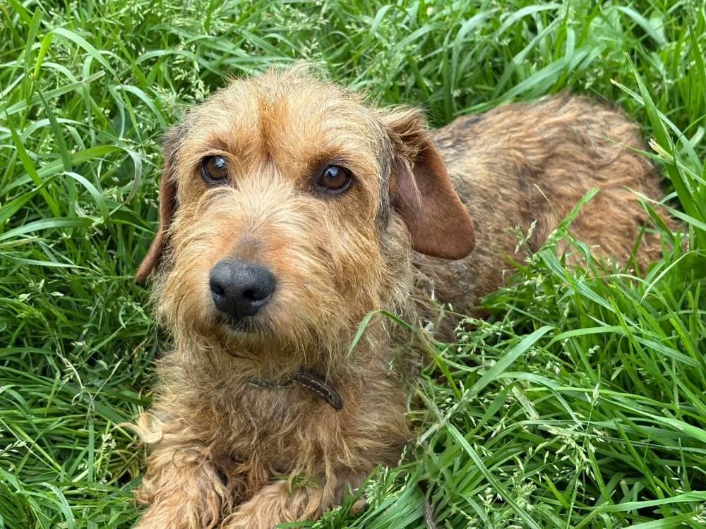 PEPETTE, female 7yo mixed breed for adoption at SPA Cholet, Cholet