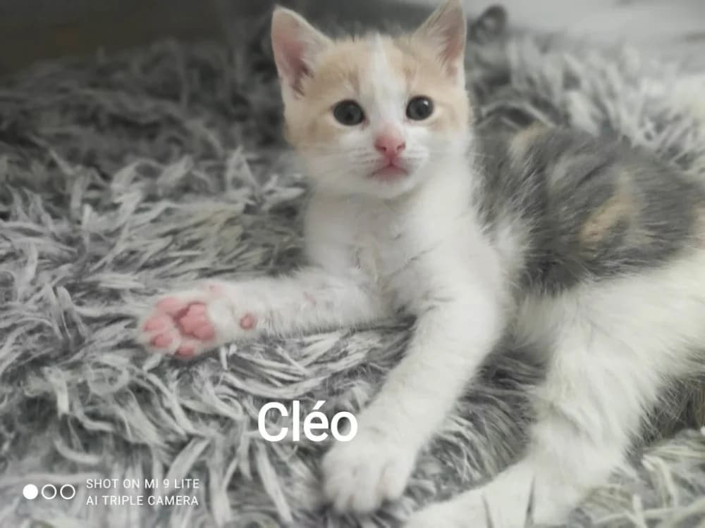 CLEO, female mixed breed for adoption at SPA Cholet, Cholet