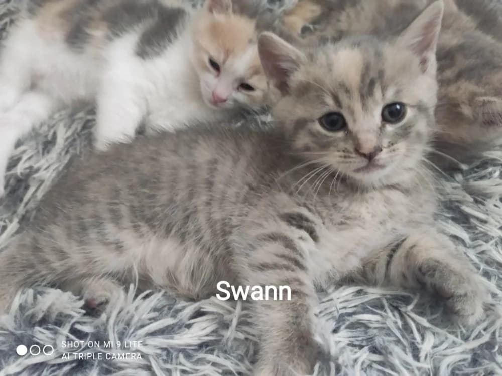 SWANN, female Mixed Breed for adoption at SPA Cholet, Cholet