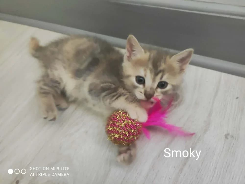 SMOKY, female Mixed Breed for adoption at SPA Cholet, Cholet