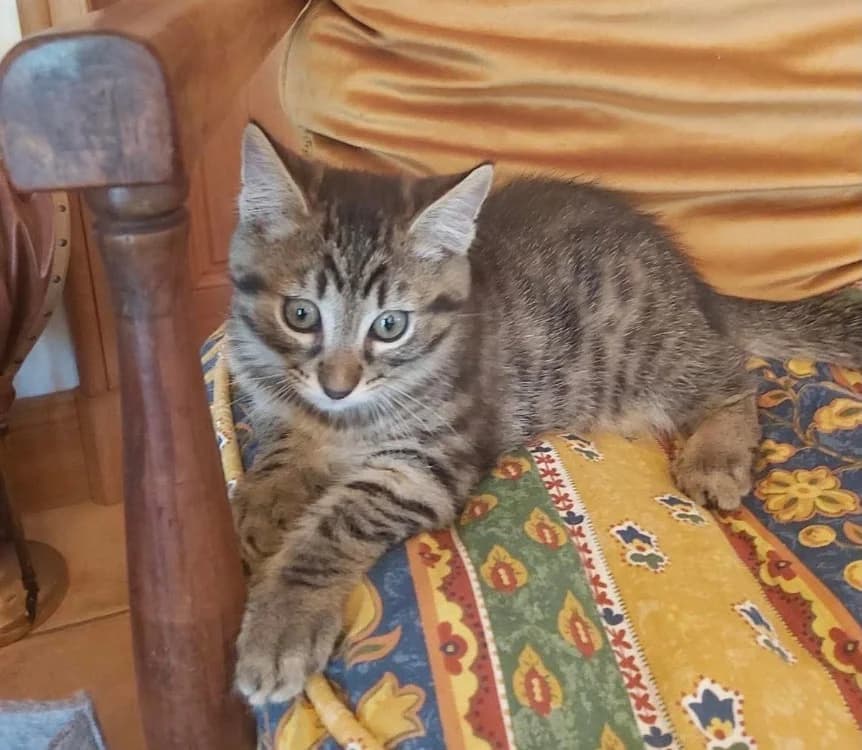 PATTAMI, male puppy Mixed Breed for adoption at SPA Cholet, Cholet