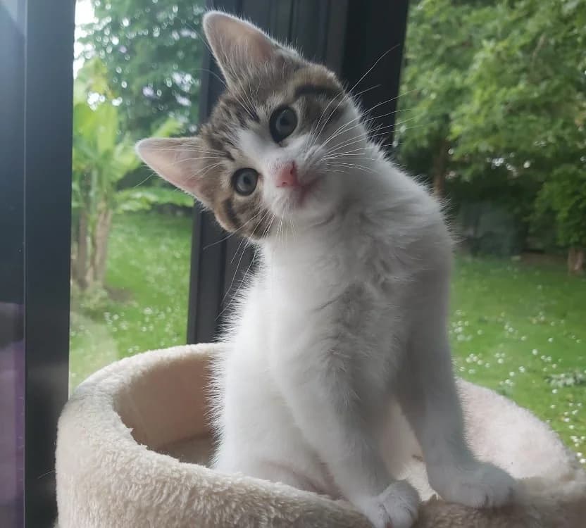 DALIM, female Mixed Breed for adoption at SPA Cholet, Cholet