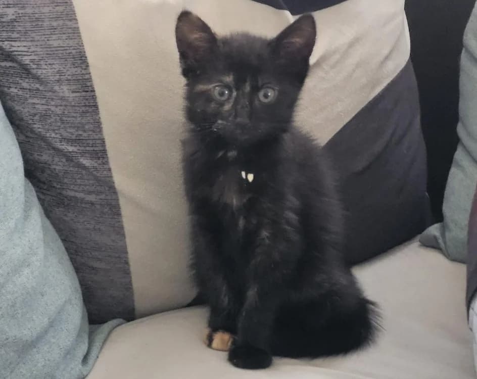 LIZAE, female Mixed Breed for adoption at SPA Cholet, Cholet