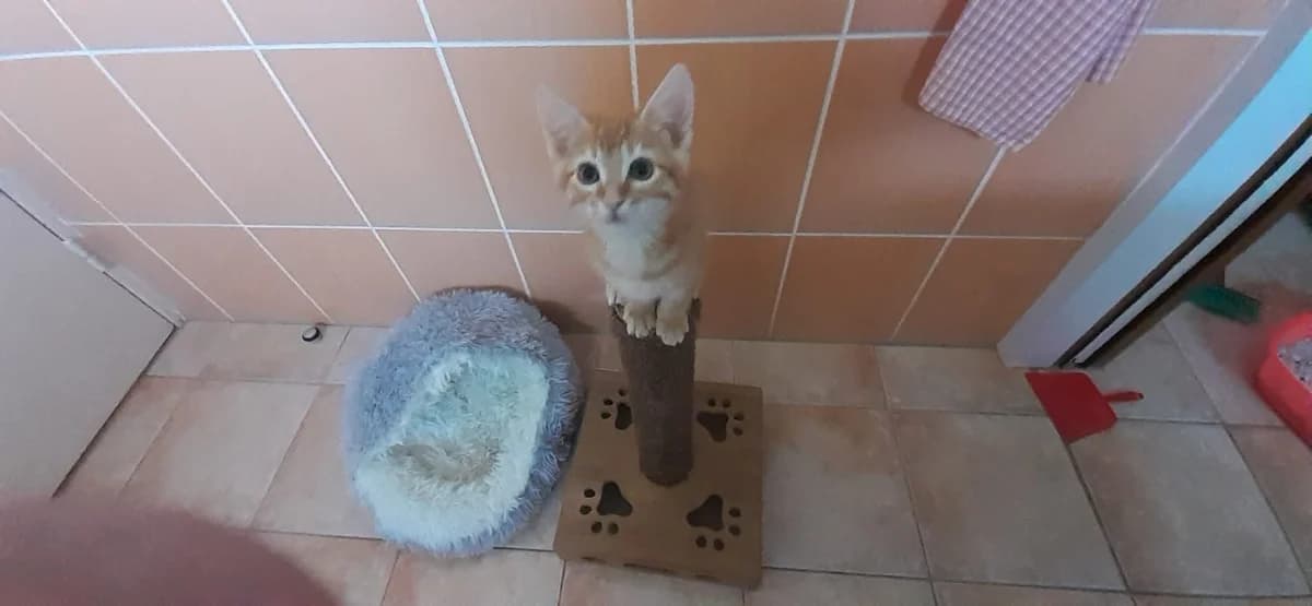 Riri, male Mixed Breed for adoption at SPA Cholet, Cholet