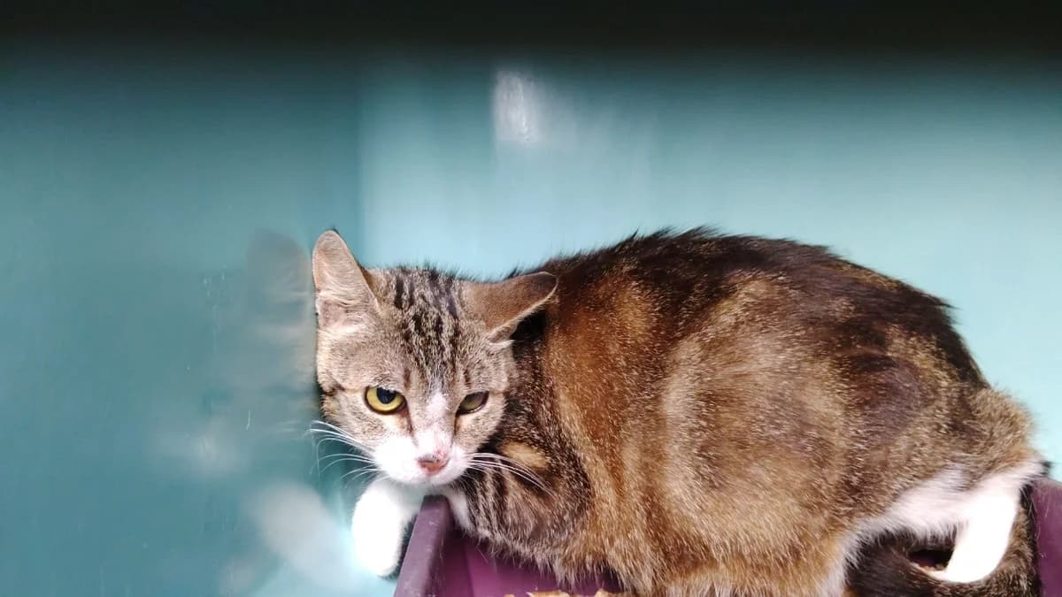 ELLIE, female senior Mixed Breed for adoption at SPA Cholet, Cholet