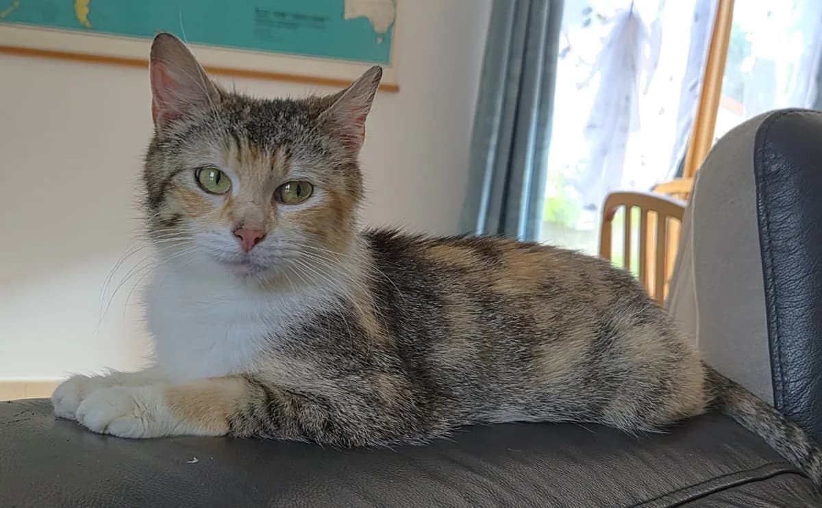 Saminou, female young Mixed Breed for adoption at SPA Cholet, Cholet