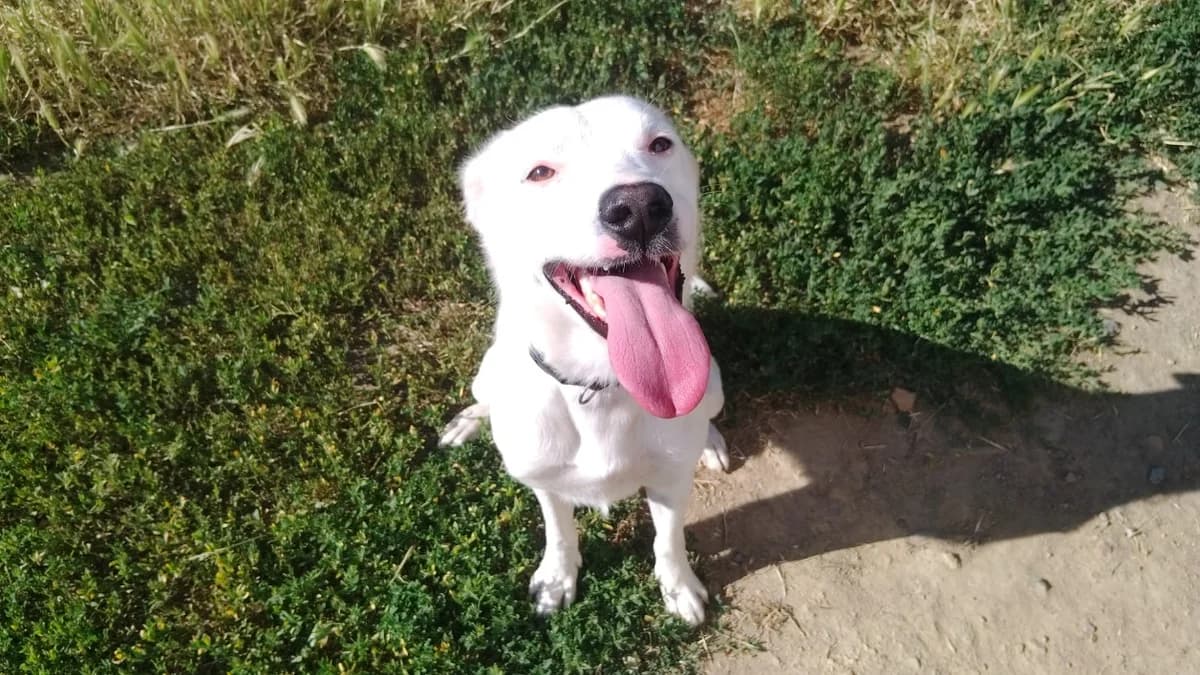 ACE, male young American Staffordshire Terrier for adoption at SPA Cholet, Cholet
