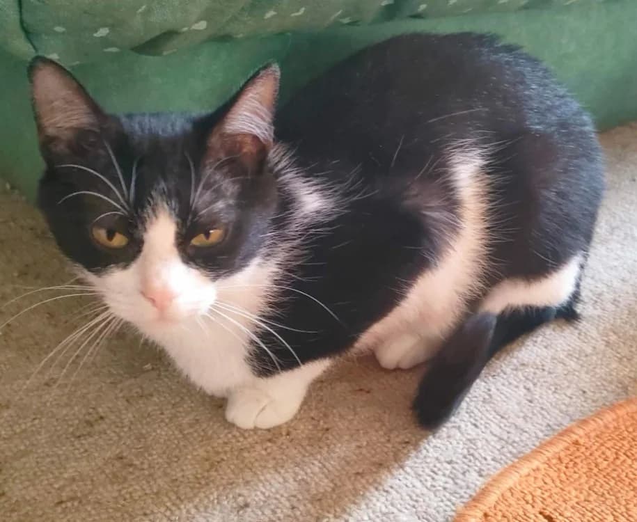 TAMARIS, female puppy Mixed Breed for adoption at SPA Cholet, Cholet