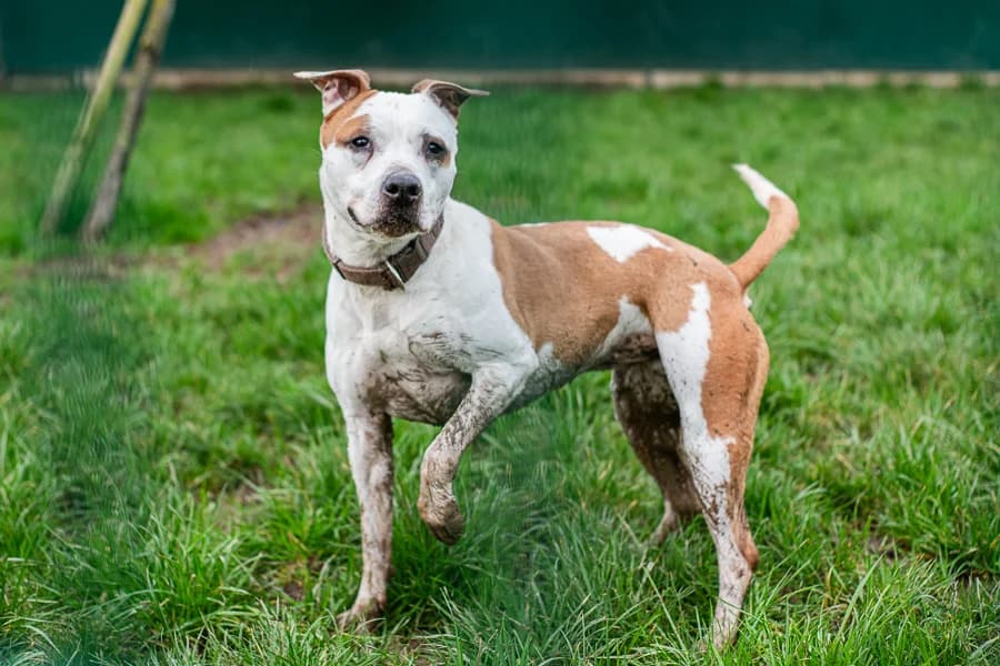 NaÏka, female senior Staffordshire Bull Terrier for adoption at SPA Cholet, Cholet