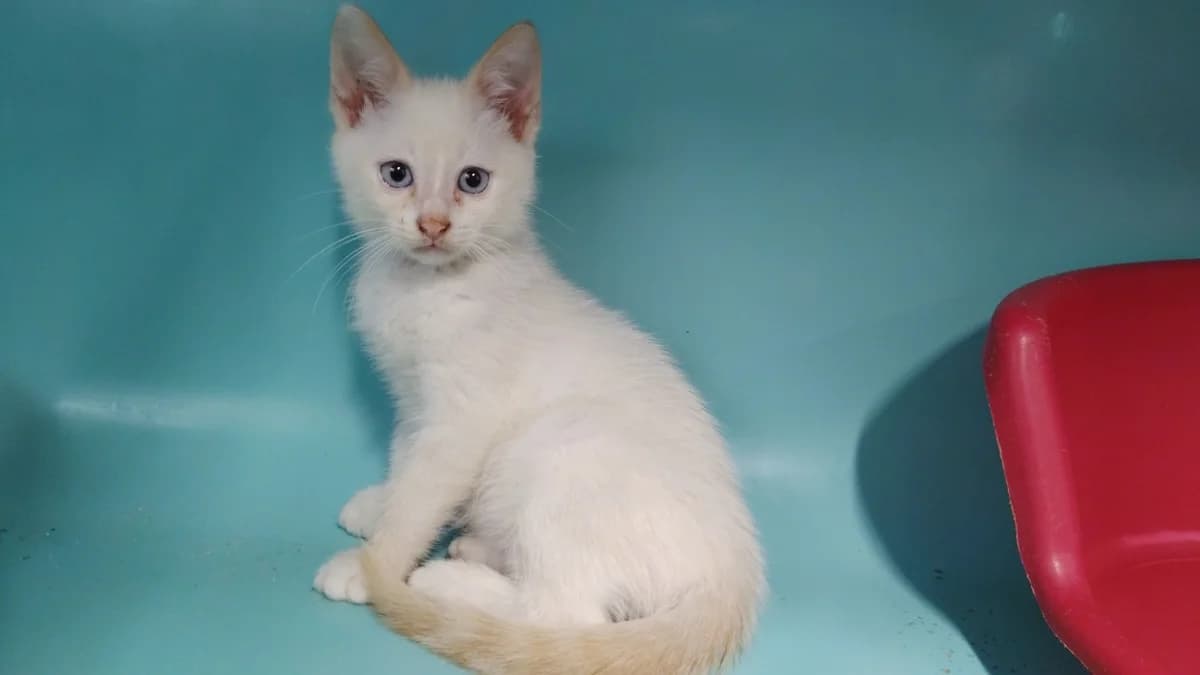 Bouba, male Mixed Breed for adoption at SPA Cholet, Cholet