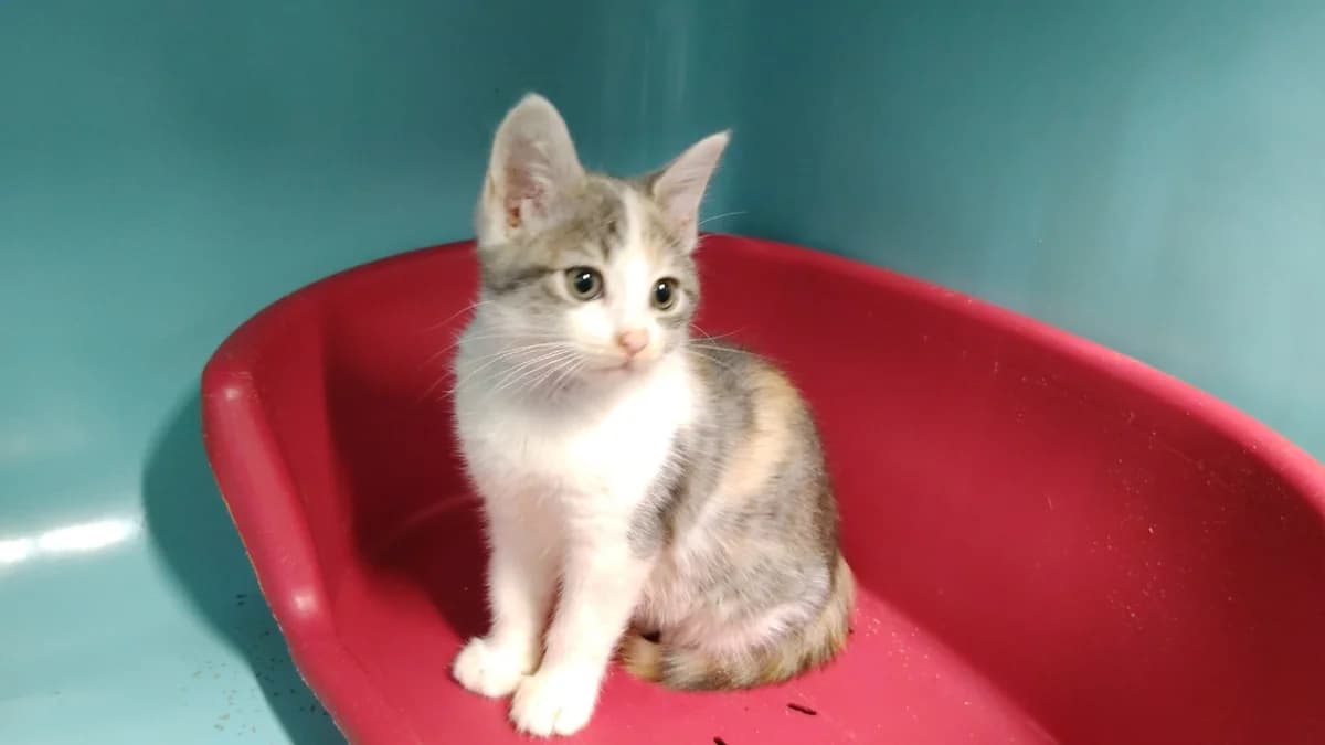 Bleuckie, female Mixed Breed for adoption at SPA Cholet, Cholet