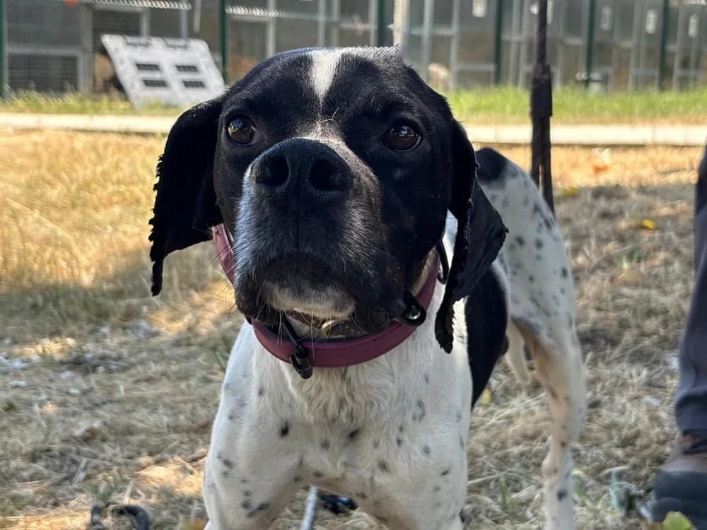 Springsteen, male 4yo Pointer for adoption at SPA Cholet, Cholet