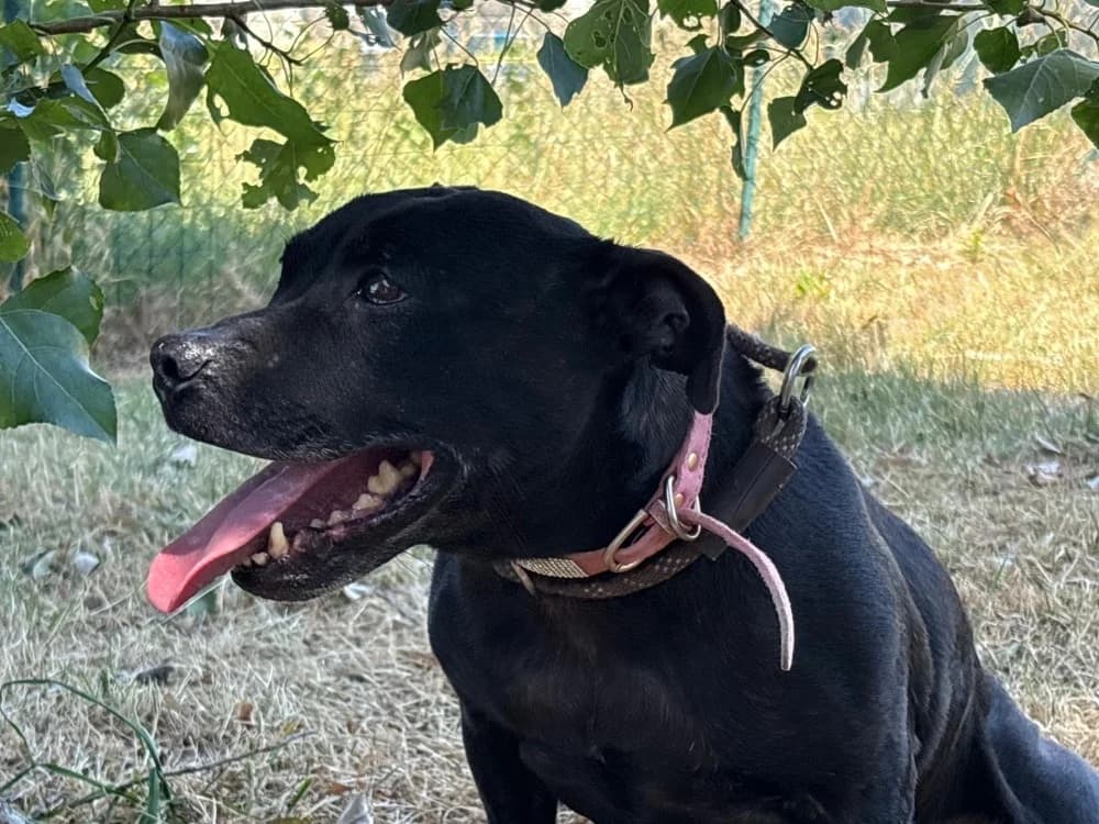 Mya, female senior Staffordshire Bull Terrier for adoption at SPA Cholet, Cholet