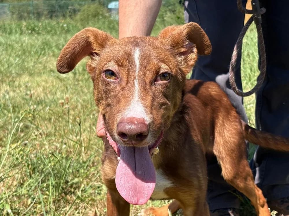 Kyros, male young mixed breed for adoption at SPA Cholet, Cholet