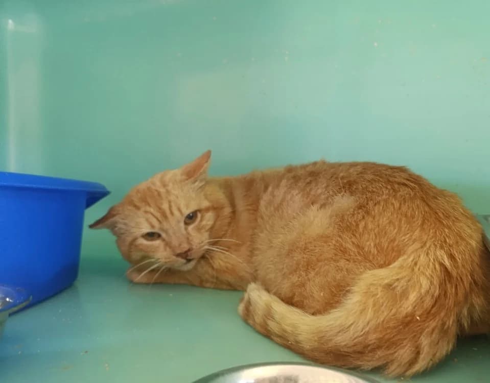 COOCKIE, male senior Mixed Breed for adoption at SPA Cholet, Cholet