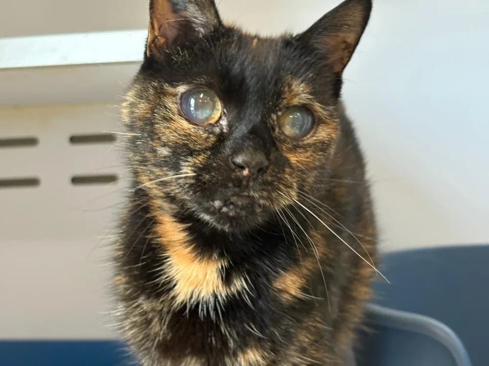Poupoune, female senior mixed breed for adoption at SPA Cholet, Cholet