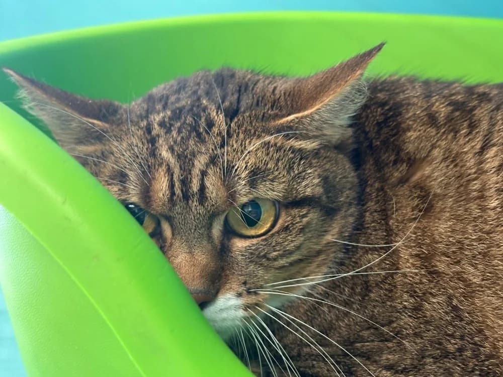 ALIA, female 4yo Mixed Breed for adoption at SPA Cholet, Cholet