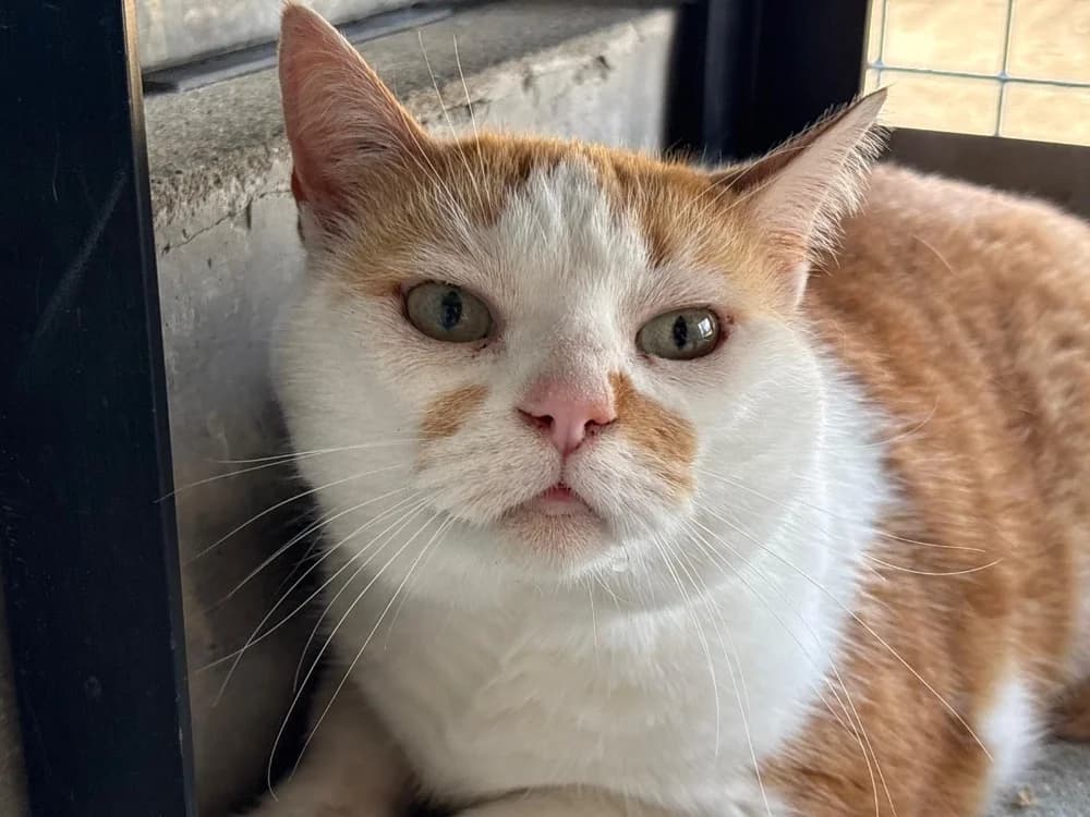 Tijaune, female senior Mixed Breed for adoption at SPA Cholet, Cholet