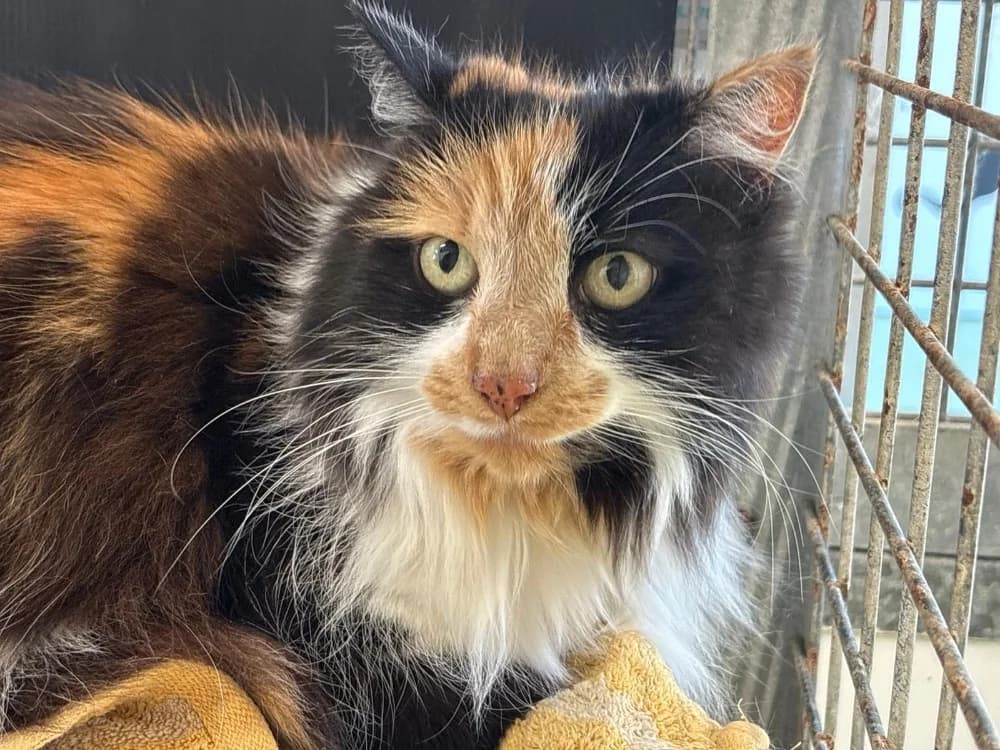 Joly, female senior Mixed Breed for adoption at SPA Cholet, Cholet