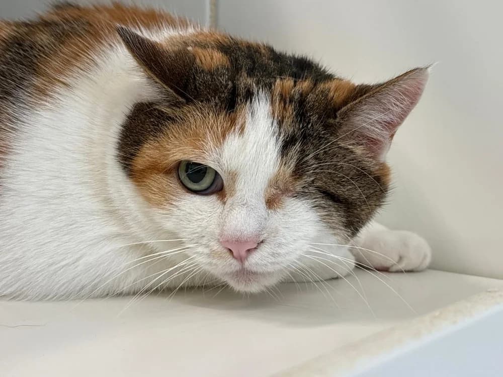 Lissa, female senior Mixed Breed for adoption at SPA Cholet, Cholet
