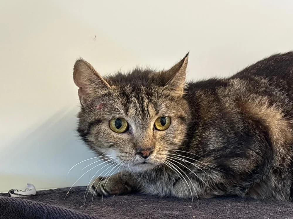 Dunisia, female young Mixed Breed for adoption at SPA Cholet, Cholet