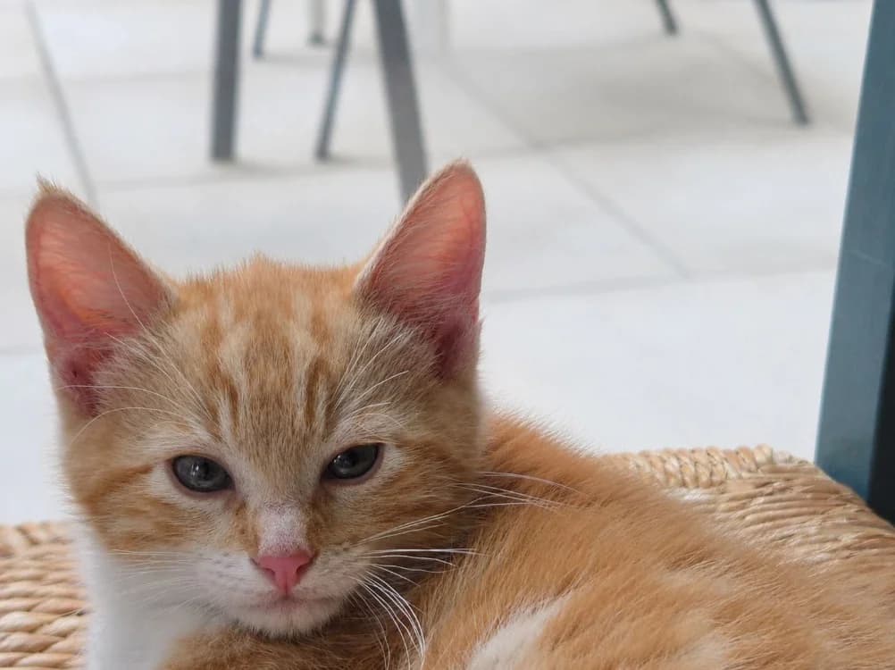 Roucky (bbsaminou), male Mixed Breed for adoption at SPA Cholet, Cholet