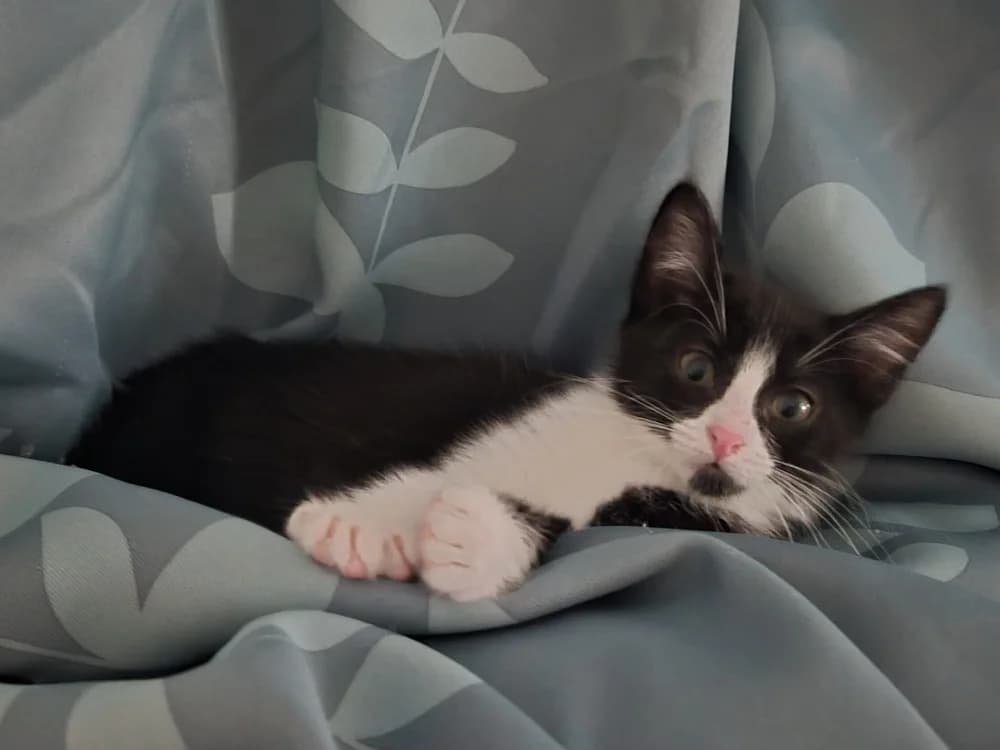 Minnie (bbsaminou), female Mixed Breed for adoption at SPA Cholet, Cholet