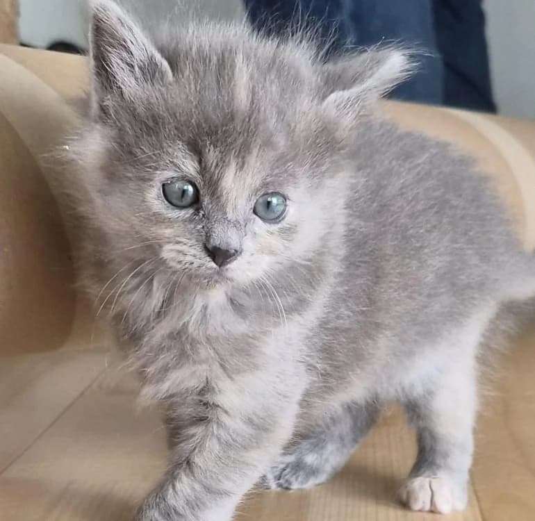 Eden (bbsaminou), female Mixed Breed for adoption at SPA Cholet, Cholet